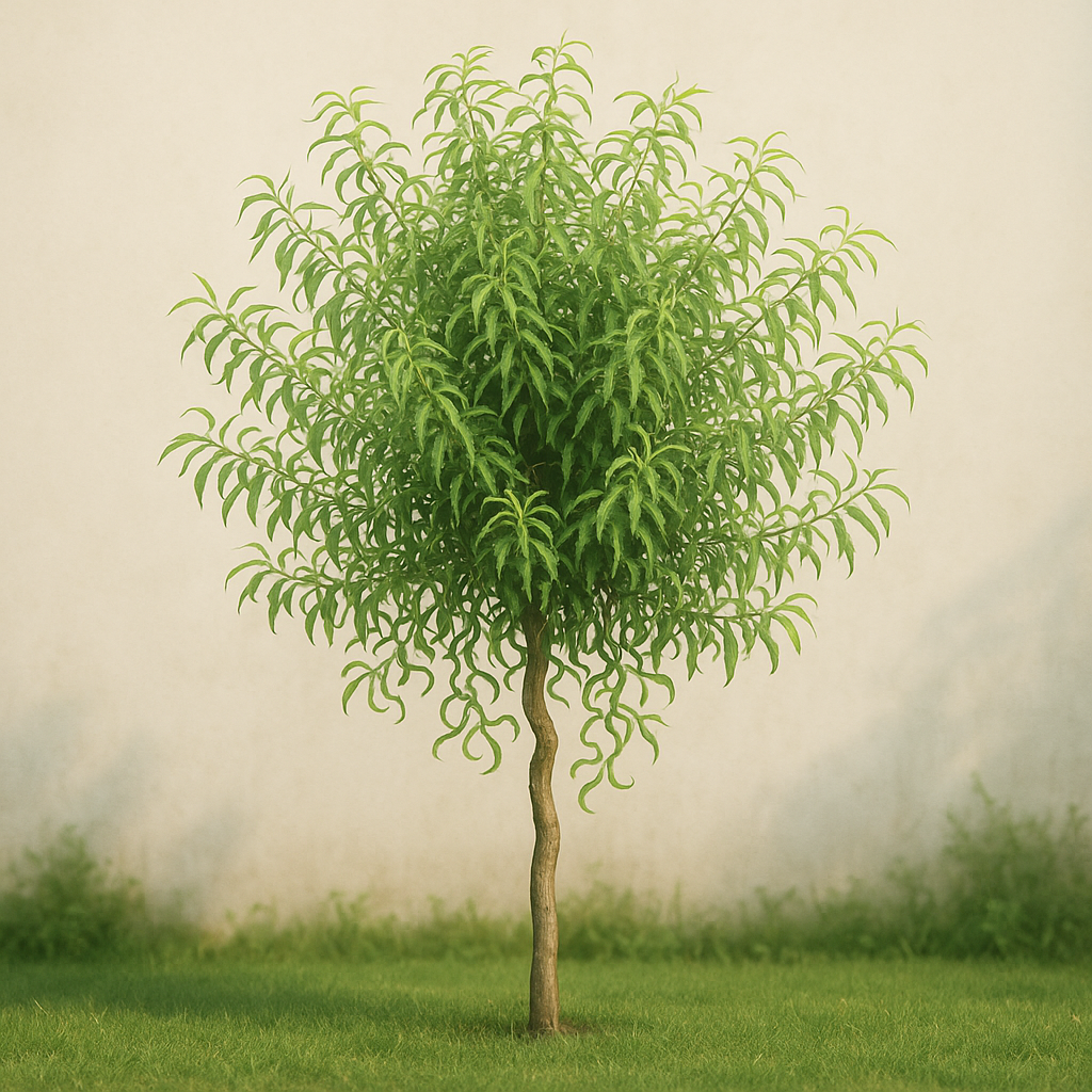 Vrba babylónská 'Tortuosa'