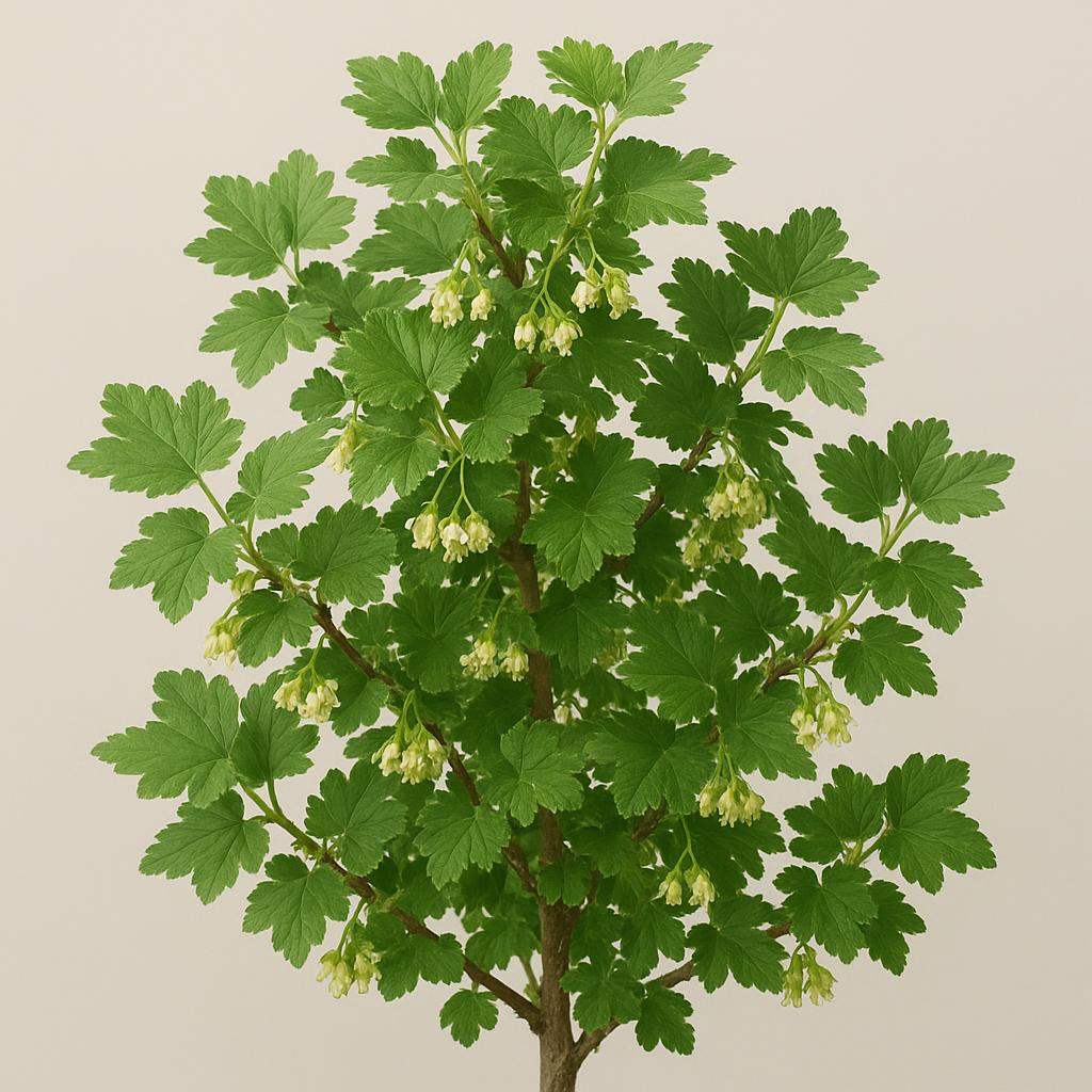 Agrest
