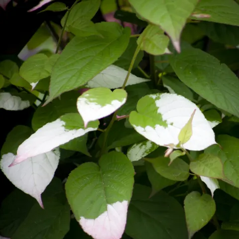 Aktinidia pstrolistna
