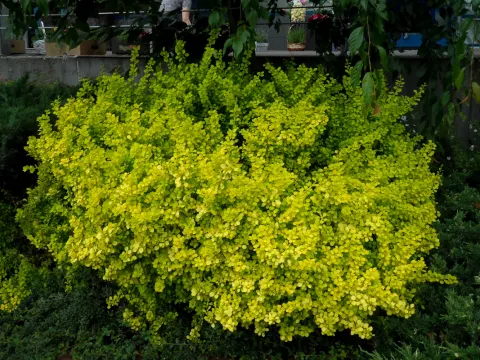 Aurea