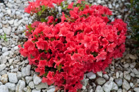 Azalia japońska 'Fridoline'