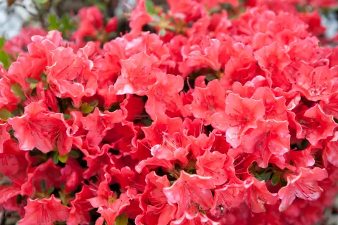Azalia japońska 'GEISHA ORANGE Satschiko'