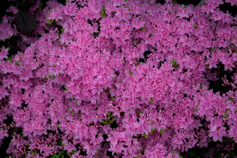 Azalia japońska 'Kermesina Rosé'