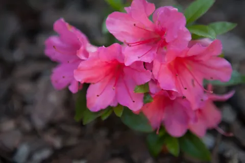 Azalia japońska 'Allotria'
