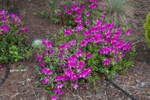 Azalia japońska 'Orlice'