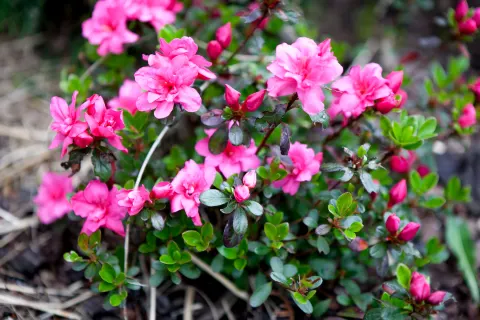 Azalia japońska 'Rokoko'