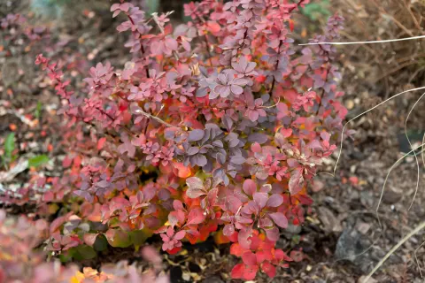 Berberys Thunberga Golden Ring