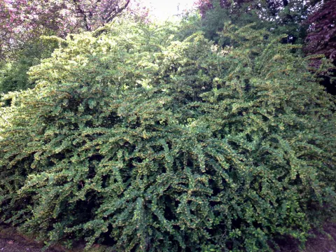 berberys Thunberga