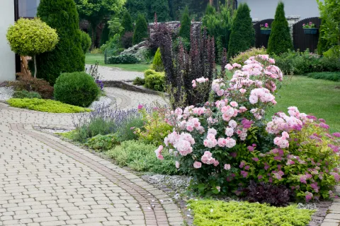 Berberys Thunberga 'Helmond Pillar', Lawenda wąskolistna 'Dwarf Blue', Róża 'Bonica', Tawuła japońska 'Golden Princess'