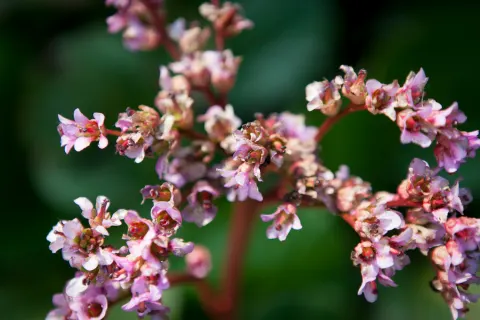 bergenia sercowata kwiaty
