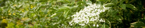 Bez czarny Auremarginata