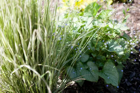 Brunera wielkolistna 'Looking Glass', Trzcinnik ostrokwiatowy 'Overdam'