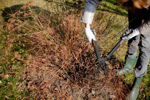 ciecie,ciecie-marcowe,krzewy-kwitnace-latem