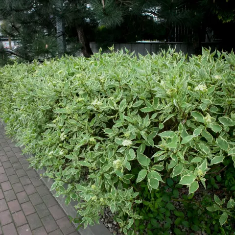 dereń biały Sibirica Variegata
