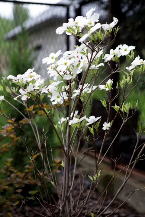Dereń kwiecisty 'Cherokee Daybreak'