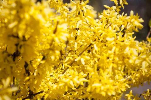 Forsycja pośrednia 'Goldzauber'