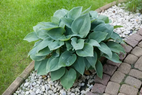 Funkia 'Blue Cadet'