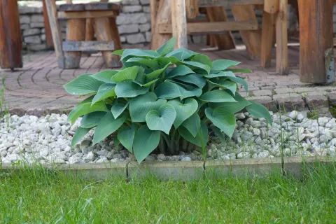 Funkia 'Blue Cadet'