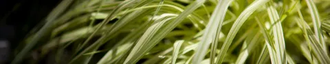 Hakonechloa smukła All Gold