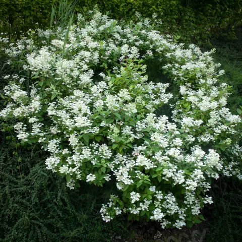 Hortensja bukietowa Dart's Little Dot