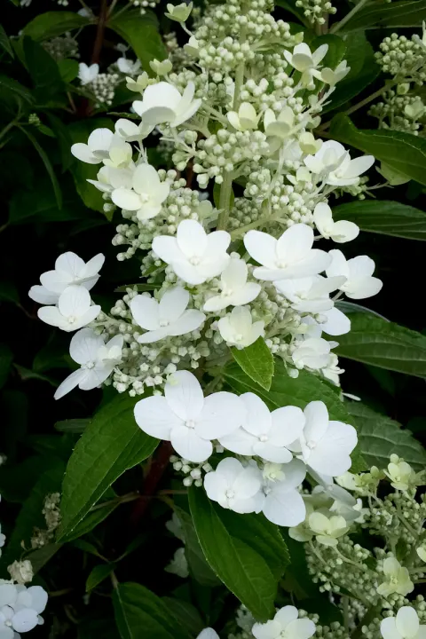 Hortensja bukietowa Kyushu