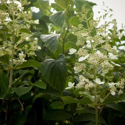 Hortensja bukietowa Kyushu