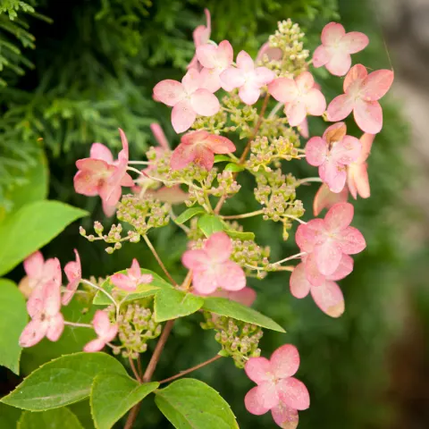 Hortensja bukietowa Pink Diamond