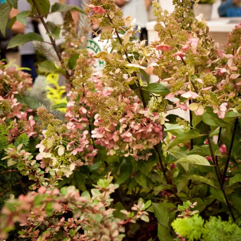 Hortensja bukietowa Pink Diamond