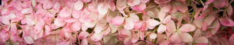 Hortensja bukietowa SUNDAE FRAISE 'Rensun'