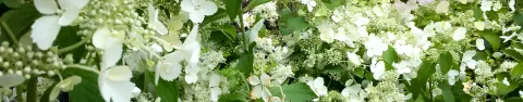 Hortensja bukietowa Unique
