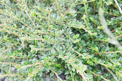 Irga purpurowa 'Variegatus'