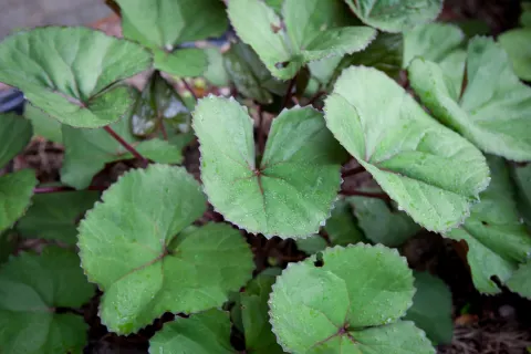 Języczka pomarańczowa