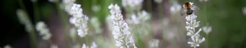Lawenda wąskolistna Aromatico Silver