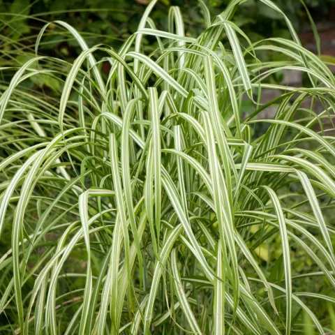 Miskant chiński Variegatus