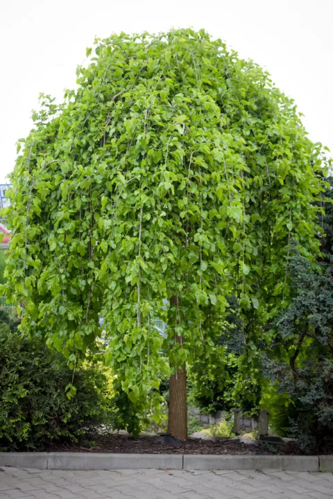 Morwa biała Pendula