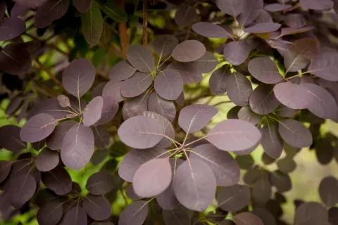 Perukowiec podolski Royal Purple liście