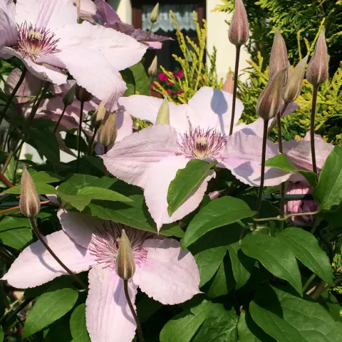 Powojnik Hagley Hybrid