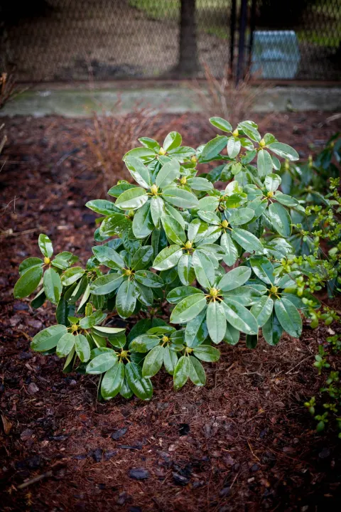 rododendron