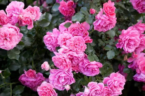 Róża 'Rosarium Uetersen'