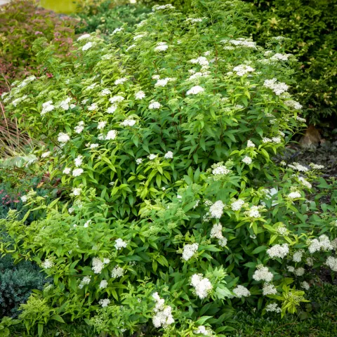 Tawuła japońska Albiflora