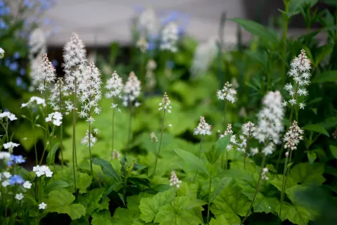 Tiarella sercolistna