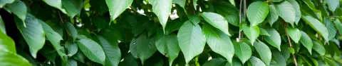Wiśnia różowa Pendula