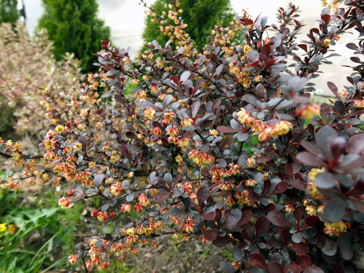 Berberys Thunberga ' Atropurpurea'