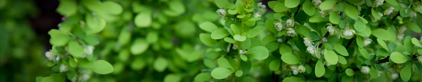 Berberys Thunberga Green Carpet