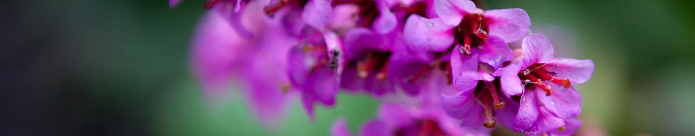 Bergenia sercowata