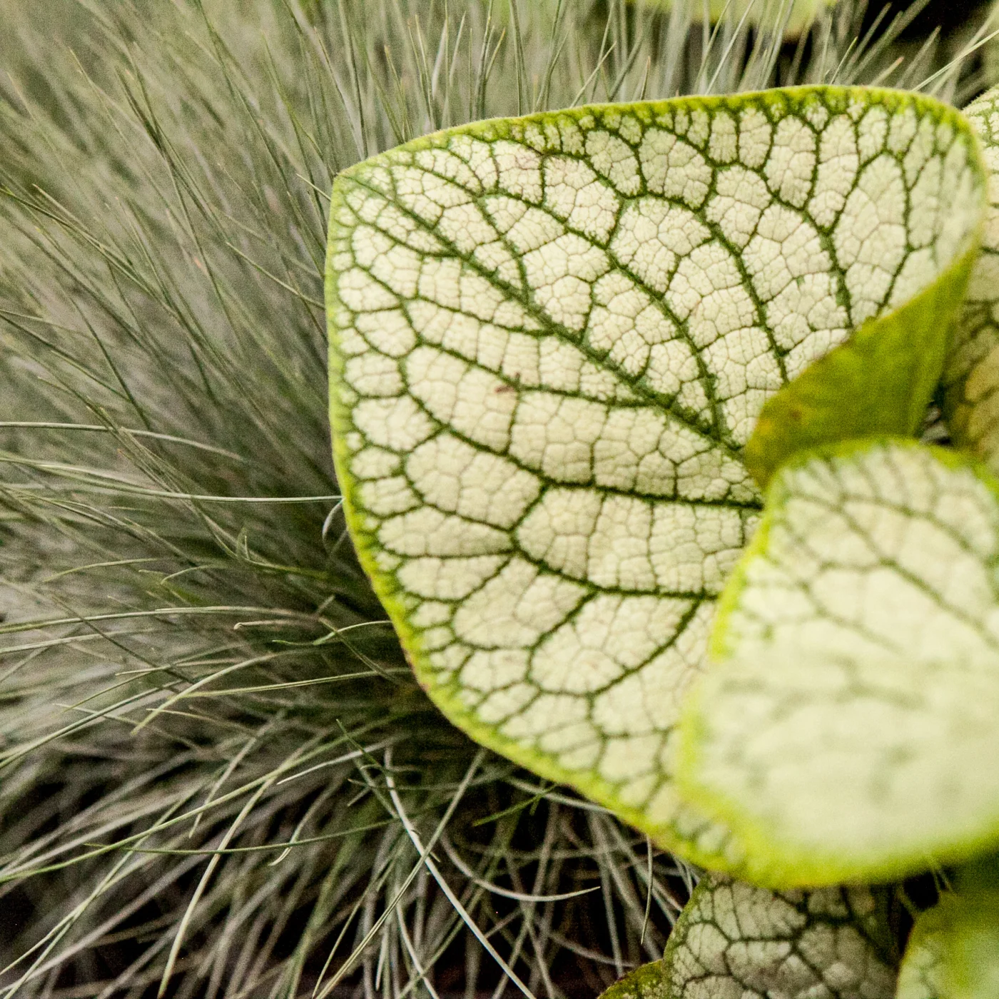 Brunera wielkolistna 'Silver Heart', Kostrzewa popielata/sina