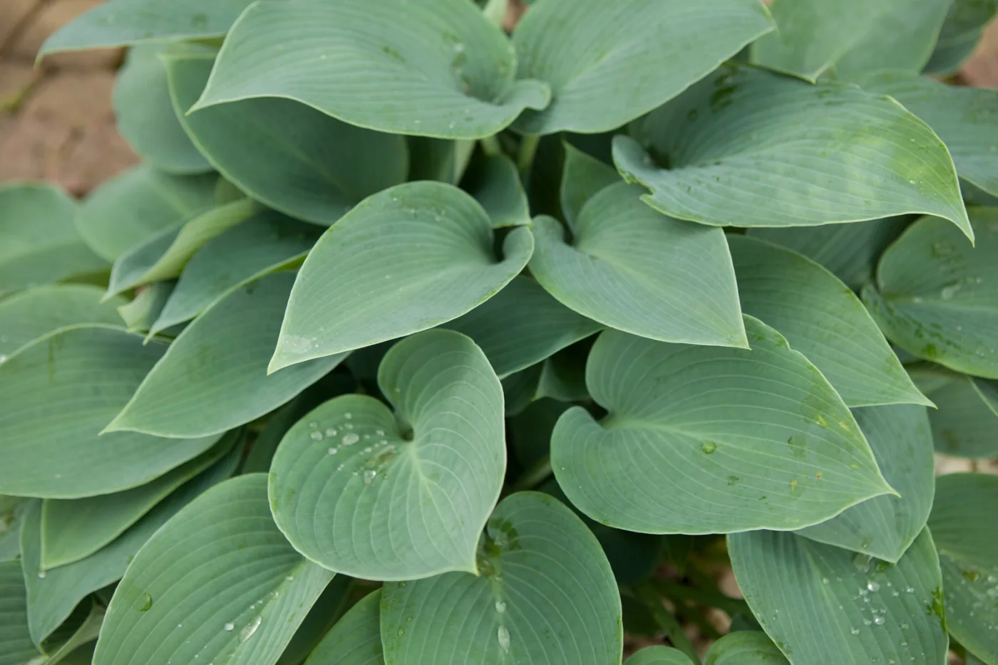 Funkia 'Blue Cadet'