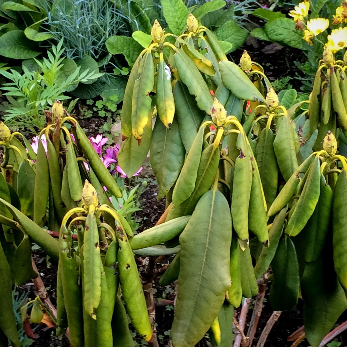 Fytoftoroza
