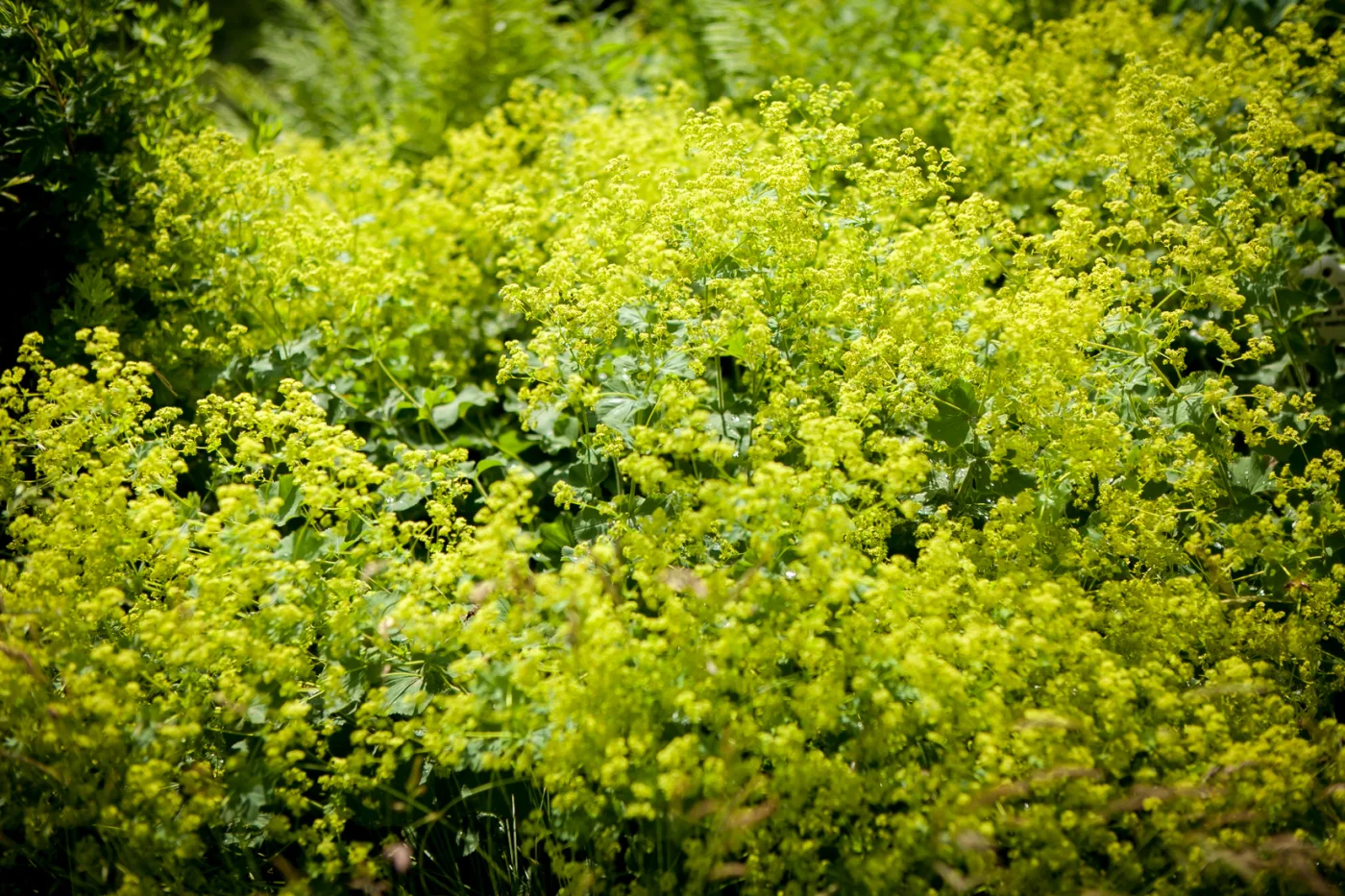 Przywrotnik ostroklapowy