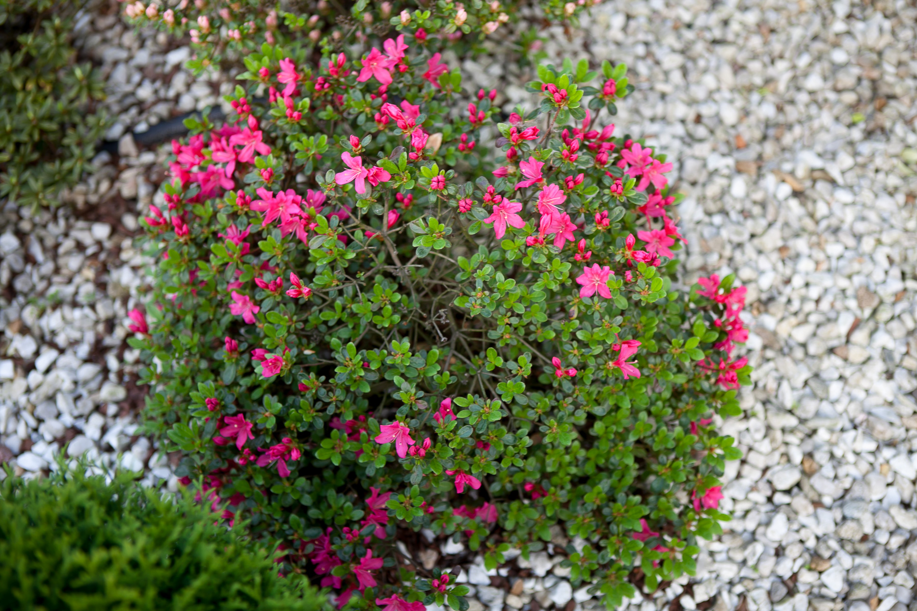 Azalia japońska 'Kermesina'